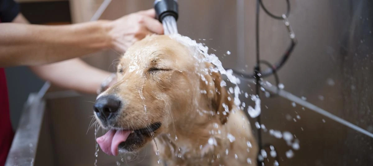 higiene canina