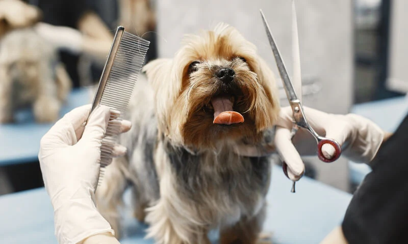 higiene y limpieza canina